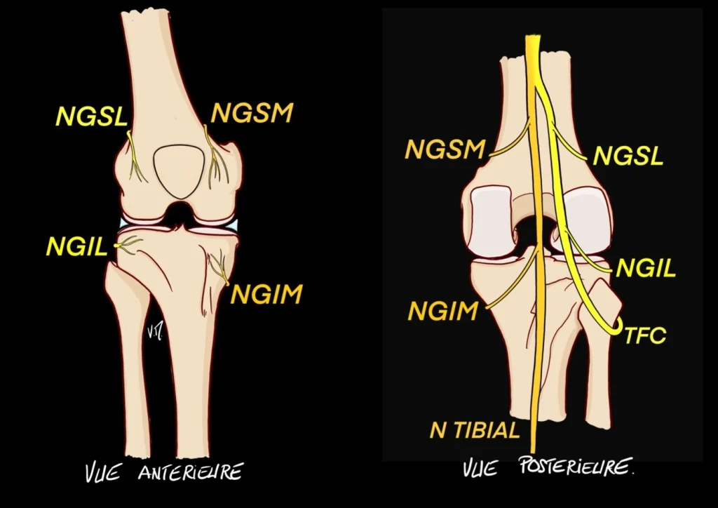 Schéma des nerfs géniculés avec vue antérieure et postérieure